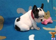 french bulldog puppy posted by Jessica reynolds